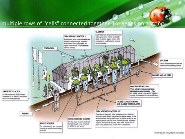 Living Machine The Ecological Wastewater Treatment