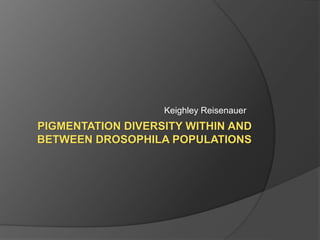 PIGMENTATION DIVERSITY WITHIN AND
BETWEEN DROSOPHILA POPULATIONS
Keighley Reisenauer
 
