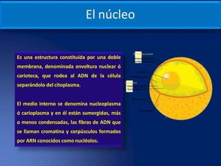 301 estructura celular | PPTX