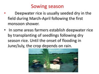 DEEP WATER RICE | PPTX