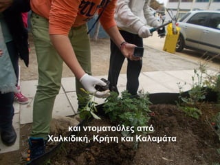 και ντοματούλες από
Χαλκιδική, Κρήτη και Καλαμάτα
 