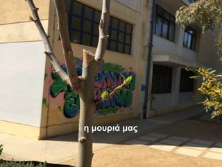 η μουριά μας
 