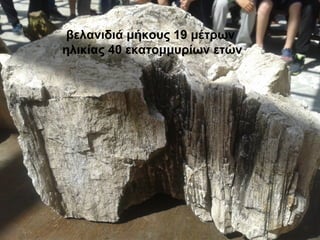 βελανιδιά μήκους 19 μέτρων
ηλικίας 40 εκατομμυρίων ετών
 