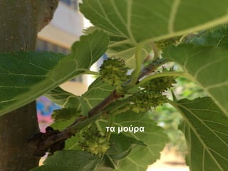 τα μούρα
 