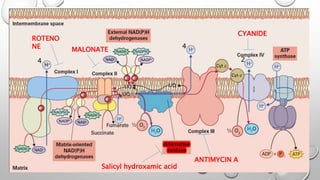 ROTENO
NE
ANTIMYCIN A
CYANIDE
MALONATE
Salicyl hydroxamic acid
4
4
2
 