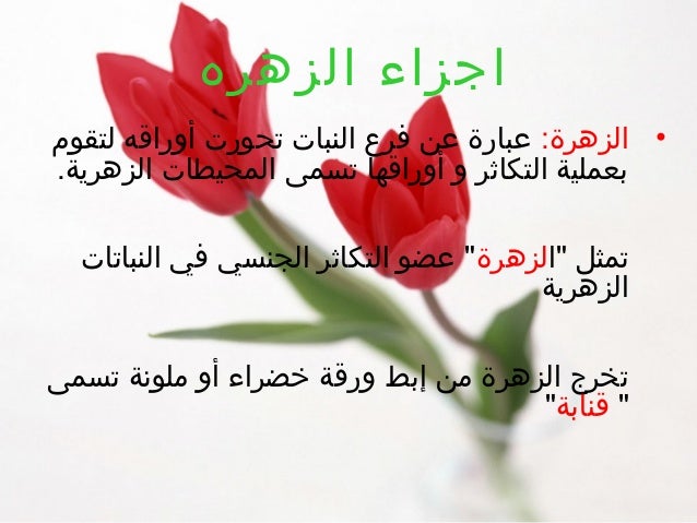ما الفرق بين الوردة والزهرة Toluna