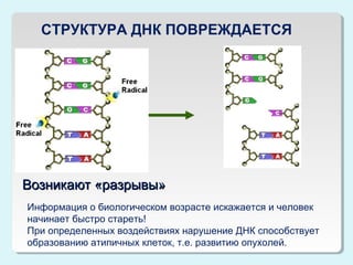 СТРУКТУРА ДНК ПОВРЕЖДАЕТСЯ

Возникают «разрывы»
Информация о биологическом возрасте искажается и человек
начинает быстро стареть!
При определенных воздействиях нарушение ДНК способствует
образованию атипичных клеток, т.е. развитию опухолей.

 