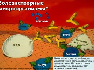 болезнетворные
микроорганизмы*
токсины

вирус

бактерия

По белкам на поверхности бактерии
имуноглобулин Ig распознаёт бактерии и
прилипает к ним. После этого клетки
вирус
иммуной системы распознают этот
These statements have not been evaluated by the Food and Drug Administration. объект как чужеродный.

 