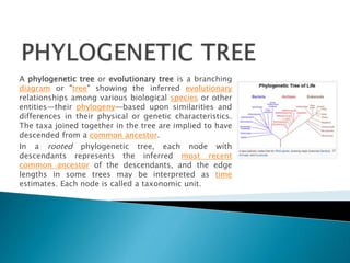 A phylogenetic tree or evolutionary tree is a branching 
diagram or "tree" showing the inferred evolutionary 
relationships among various biological species or other 
entities—their phylogeny—based upon similarities and 
differences in their physical or genetic characteristics. 
The taxa joined together in the tree are implied to have 
descended from a common ancestor. 
In a rooted phylogenetic tree, each node with 
descendants represents the inferred most recent 
common ancestor of the descendants, and the edge 
lengths in some trees may be interpreted as time 
estimates. Each node is called a taxonomic unit. 
 