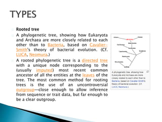 Rooted tree 
A phylogenetic tree, showing how Eukaryota 
and Archaea are more closely related to each 
other than to Bacteria, based on Cavalier- 
Smith's theory of bacterial evolution. (Cf. 
LUCA, Neomura.) 
A rooted phylogenetic tree is a directed tree 
with a unique node corresponding to the 
(usually imputed) most recent common 
ancestor of all the entities at the leaves of the 
tree. The most common method for rooting 
trees is the use of an uncontroversial 
outgroup—close enough to allow inference 
from sequence or trait data, but far enough to 
be a clear outgroup. 
 