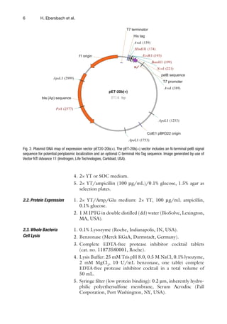 6 H. Ebersbach et al.
4. 2× YT or SOC medium.
5. 2× YT/ampicillin (100 μg/mL)/0.1% glucose, 1.5% agar as
selection plates.
1. 2× YT/Amp/Glu medium: 2× YT, 100 μg/mL ampicillin,
0.1% glucose.
2. 1 M IPTG in double distilled (dd) water (BioSolve, Lexington,
MA, USA).
1. 0.1% Lysozyme (Roche, Indianapolis, IN, USA).
2. Benzonase (Merck KGaA, Darmstadt, Germany).
3. Complete EDTA-free protease inhibitor cocktail tablets
(cat. no. 11873580001, Roche).
4. Lysis Buffer: 25 mM Tris pH 8.0, 0.5 M NaCl, 0.1% lysozyme,
2 mM MgCl2
, 10 U/mL benzonase, one tablet complete
EDTA-free protease inhibitor cocktail in a total volume of
50 mL.
5. Syringe filter (low protein binding): 0.2 μm, inherently hydro-
philic polyethersulfone membrane, Serum Acrodisc (Pall
Corporation, Port Washington, NY, USA).
2.2. Protein Expression
2.3. Whole Bacteria
Cell Lysis
pET-20b(+)
3716 bp
bla (Ap) sequence
T7 promoter
His tag
ColE1 pBR322 origin
f1 origin
T7 terminator
pelB sequence
BamHI (199)
EcoRI (193)
HindIII (174)
NcoI (221)
PstI (2577)
AvaI (159)
AvaI (389)
ApaLI (1253)
ApaLI (1753)
ApaLI (2999)
Fig. 2. Plasmid DNA map of expression vector pET20-20b(+). The pET-20b(+) vector includes an N-terminal pelB signal
sequence for potential periplasmic localization and an optional C-terminal His·Tag sequence. Image generated by use of
Vector NTI Advance 11 (Invitrogen, Life Technologies, Carlsbad, USA).
 