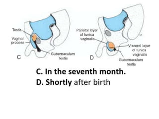 Development of genital system | PPTX
