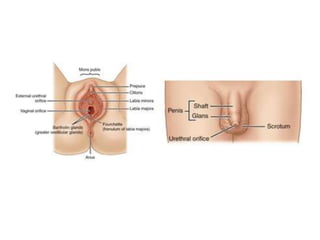 Development of genital system