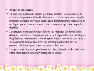 • Aspectos biológicos
 El hemisferio derecho (en las personas diestras) demuestra ser la
  sede más importante del cálculo espacial. Las lesiones en la región
  posterior derecha provocan daños en la habilidad para orientarse en
  un lugar, para reconocer caras o escenas o para apreciar pequeños
  detalles.
 Los paciente con daño específico en las regiones del hemisferio
  derecho, intentarán compensar sus déficit espaciales con estrategias
  lingüísticas: razonarán en voz alta para intentar resolver una tarea o
  se inventarán respuestas. Pero las estrategias lingüísticas no
  parecen eficientes para resolver tales problemas.
 Las personas ciegas proporcionan un claro ejemplo de la distinción
  entre inteligencia espacial y perspectiva visual.
 
