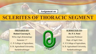 SCLERITES OF THORACIC SEGMENT
Assignment on
PREPARED BY:
Rudani Gaurang K.
M.Sc.(Agri.)Entomology
Semester: 1st
C. P. College of Agriculture,
S. D. Agricultural University,
Sardarkrushinagar
SUBMITTED TO:
Dr. P. S. Patel
Associate Professor
Dept. of Agril. Ento
C. P. College of Agriculture,
S. D. Agricultural University,
Sardarkrushinagar
 