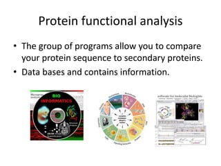 Protein functional analysis
• The group of programs allow you to compare
your protein sequence to secondary proteins.
• Data bases and contains information.