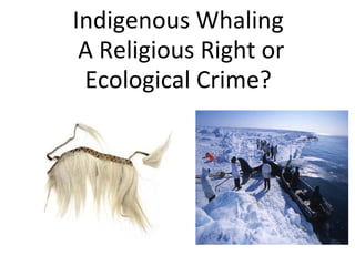 Indigenous Whaling  A Religious Right or Ecological Crime?   