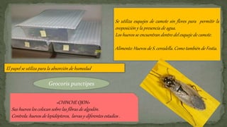Se utiliza esquejes de camote sin flores para permitir la
ovoposición y la presencia de agua.
Los huevos se encuentran dentro del esqueje de camote.
Alimento: Huevos de S. cerealella. Como también de Festia.
El papel se utiliza para la absorción de humedad.
Geocoris punctipes
«CHINCHE OJON»
Sus huevos los colocan sobre las fibras de algodón.
Controla: huevos de lepidópteros, larvas y diferentes estadios .
 