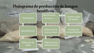 Aislamiento
Identificación
Selección de
cepas
Obtención de
cultivos puros
Obtención de
nuevas cepas
Reactivación
• Bioensayos
Conservación
de cepario
Pruebas de
compatibilidad
 