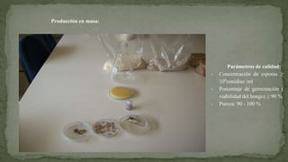 Producción en masa:
Parámetros de calidad:
- Concentración de esporas ≥
109conidias /ml
- Porcentaje de germinación (
viabilidad del hongo) ≥ 90 %
- Pureza: 90 - 100 %
 