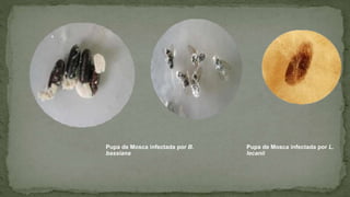 •
Pupa de Mosca infectada por B.
bassiana
Pupa de Mosca infectada por L.
lecanii
 