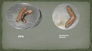 VPN
Spodoptera
eridania
 