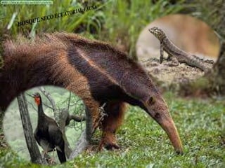 Ecorregiones del Perú