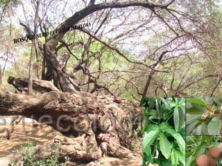 Ecorregiones del Perú