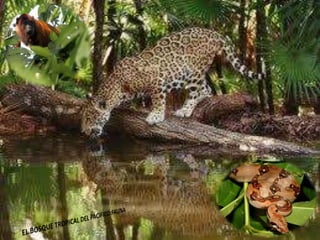 Ecorregiones del Perú