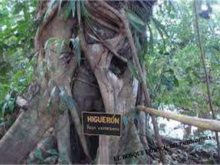 Ecorregiones del Perú