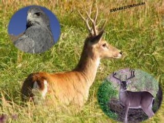 Ecorregiones del Perú