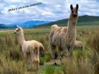 Ecorregiones del Perú