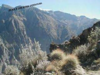 Ecorregiones del Perú