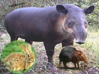 Ecorregiones del Perú