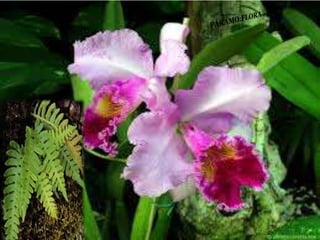 Ecorregiones del Perú