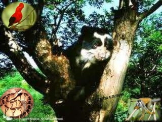 Ecorregiones del Perú