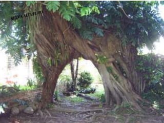 Ecorregiones del Perú