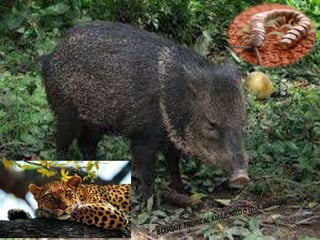 Ecorregiones del Perú