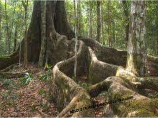 Ecorregiones del Perú