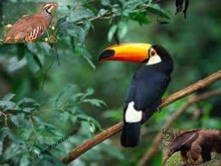 Ecorregiones del Perú