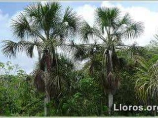 Ecorregiones del Perú