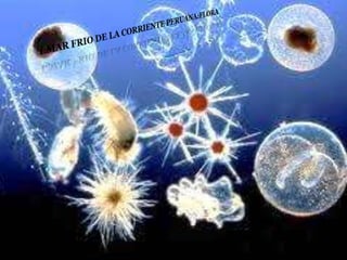 Ecorregiones del Perú