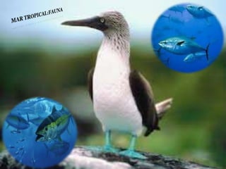 Ecorregiones del Perú