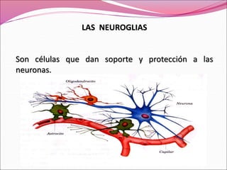 LAS NEUROGLIAS
Son células que dan soporte y protección a las
neuronas.
 