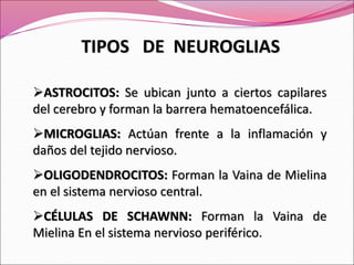ASTROCITOS: Se ubican junto a ciertos capilares
del cerebro y forman la barrera hematoencefálica.
MICROGLIAS: Actúan frente a la inflamación y
daños del tejido nervioso.
OLIGODENDROCITOS: Forman la Vaina de Mielina
en el sistema nervioso central.
CÉLULAS DE SCHAWNN: Forman la Vaina de
Mielina En el sistema nervioso periférico.
TIPOS DE NEUROGLIAS
 