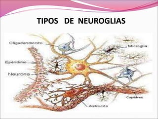 TIPOS DE NEUROGLIAS
 