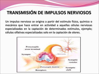 Un impulso nervioso se origina a partir del estímulo físico, químico o
mecánico que hace entrar en actividad a aquellas células nerviosas
especializadas en la captación de determinados estímulos, ejemplo;
células olfativas especializadas solo en la captación de olores.
TRANSMISIÓN DE IMPULSOS NERVIOSOS
 