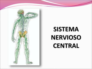 SISTEMA
NERVIOSO
CENTRAL
 