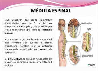 MÉDULA ESPINAL
Se visualizan dos áreas claramente
diferenciadas: una en forma de una
mariposa de color gris y otra porción que
rodea la sustancia gris llamada sustancia
blanca.
La sustancia gris de la médula espinal
está formada por cuerpos o somas
neuronales, mientras que la sustancia
blanca esta constituida por axones de
neuronas.
FUNCIONES: Los circuitos neuronales de
la médula participan en nuestra actividad
motora.
 