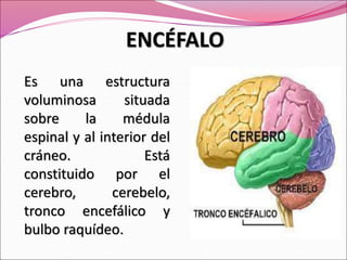 ENCÉFALO
Es una estructura
voluminosa situada
sobre la médula
espinal y al interior del
cráneo. Está
constituido por el
cerebro, cerebelo,
tronco encefálico y
bulbo raquídeo.
 